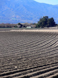 Salinas Valley farm