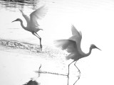 Dance of the Egrets