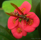 Wasp on my flowers