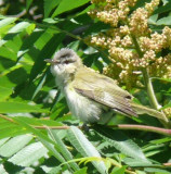 Immature red-eyed vireo