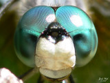 Dragonfly (Crop)