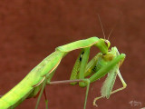 Baby mantis:One .... Katydid:Zero