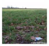 Growth in the Field
