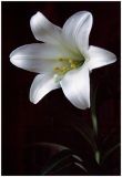 Lily white