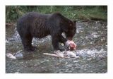 Grizzly feeding on Chum Salmon