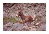 Mother and young Bighorn sheep
