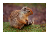 Columbian Ground Squirrel 2