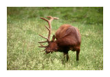 Elk 1