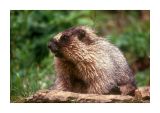 Hoary Marmot 4