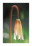Fawn lily  1
