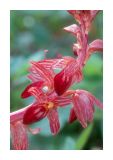 Striped Coralroot 3