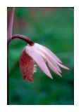 Calypso  Orchid 3