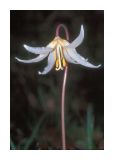 Fawn Lily 3