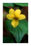 Wood Violet