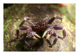 Purple Land Crab