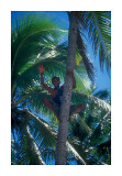 Jacob the tree climber