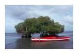 Fish boats tied up to Mangrove trees near Suva