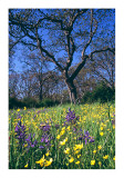 Spring Flowers Beacon Hill Park