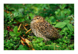 baby grouse 3