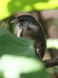 Grey-throated Warbling-finch