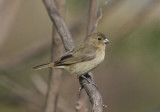 Double-collared Seedeater