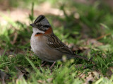 Rufous-collared Sparrow