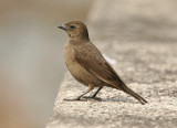Shiny Cowbird