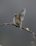 Dunnock