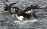 Salvins Albatrosses