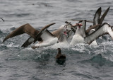 Salvins Albatrosses