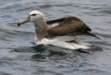 Salvins Albatrosses