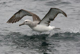 Salvins Albatross