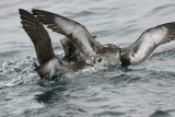 Pink-footed Shearwaters