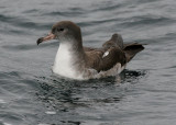 Pink-footed Shearwater