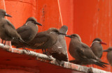 Inca Terns: immatures