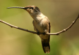 Oasis Hummingbird: female