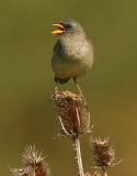 Great Pampas Finch