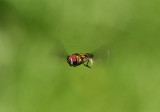 Hoverfly hovering