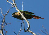 Reddish-bellied Parakeet