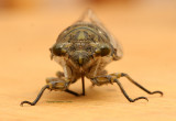 Cicada