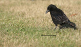 Carrion Crow