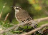 Bar-winged Cinclodes