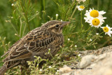 Long-tailed Meadowlark