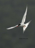 South American Tern