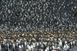 King Penguin colony at St Andrews Bay