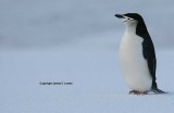Chinstrap Penguin - esperando