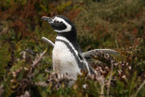 Magellanic Penguin