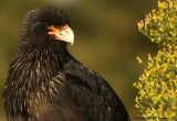 Striated Caracara