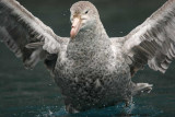 Northern Giant Petrel