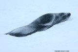 Leopard Seal